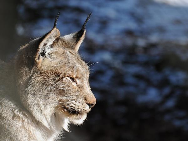 Eurasian Lynx tour of Estonia