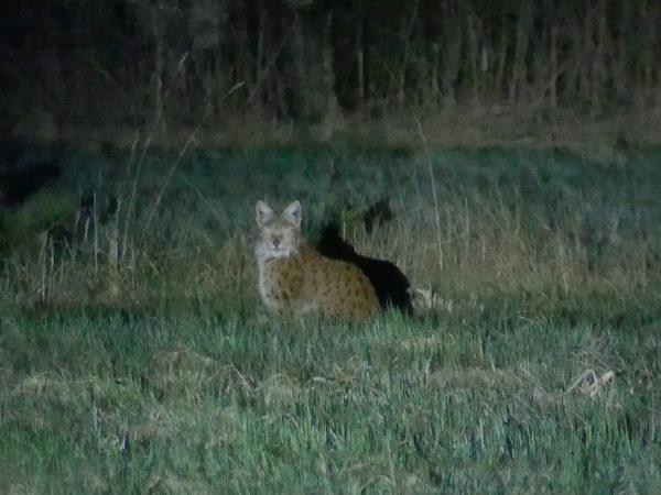Eurasian Lynx tour of Estonia