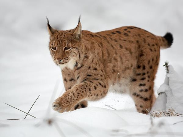 Eurasian Lynx tour of Estonia