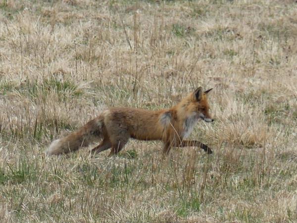 Eurasian Lynx tour of Estonia
