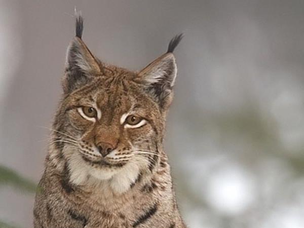 Eurasian Lynx tour of Estonia