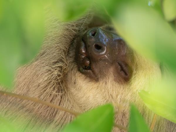 Panama wildlife holiday