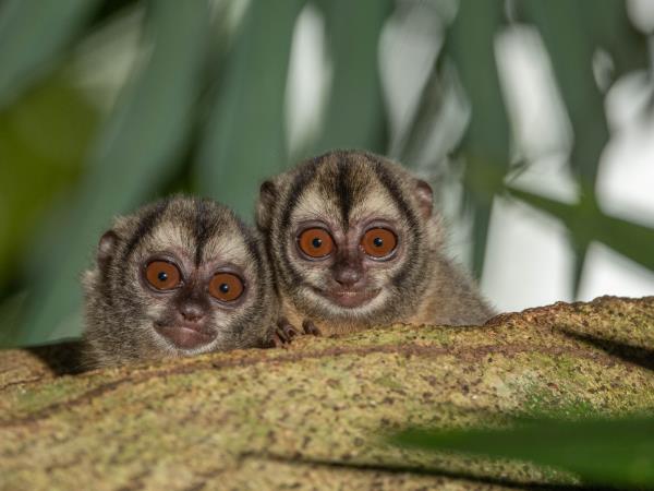 Panama wildlife holiday