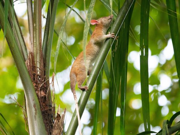 Panama wildlife holiday