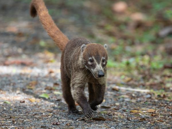 Panama wildlife holiday
