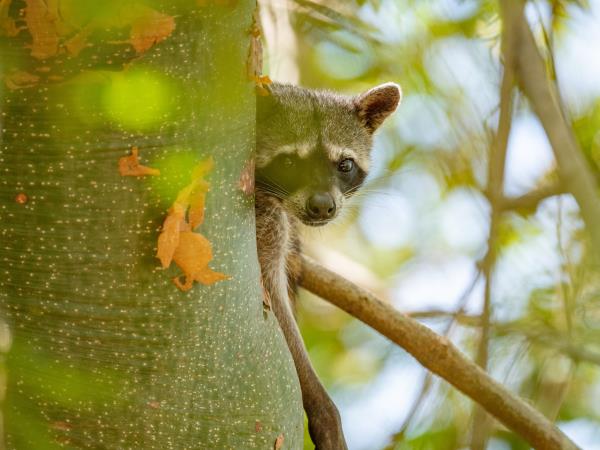 Panama wildlife holiday