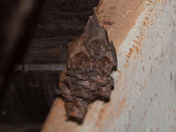 Panama wildlife holiday