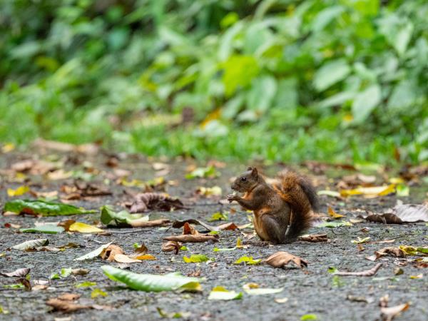 Panama wildlife holiday