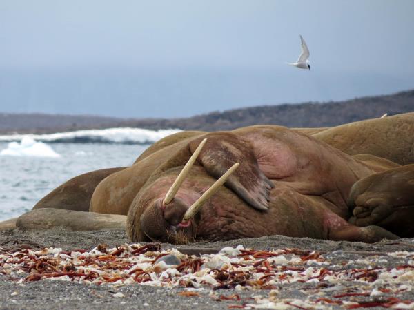 North Spitsbergen expedition cruise in comfort
