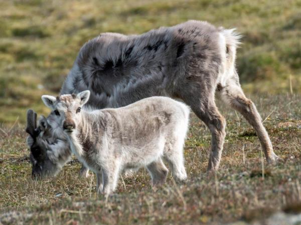 North Spitsbergen expedition cruise in comfort