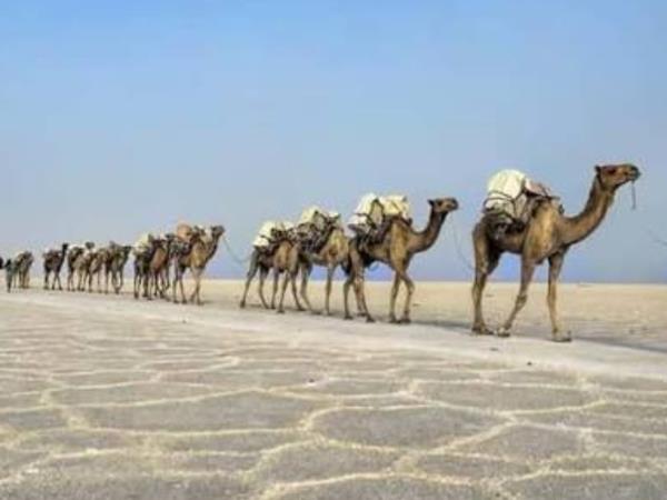 Danakil Depression and Tigray tour, Ethiopia