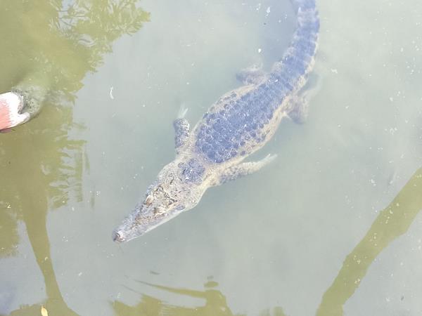 Yucatan wildlife and nature holiday, Mexico