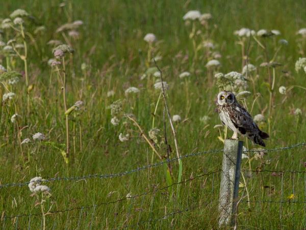 Orkney wildlife holiday, Scotland