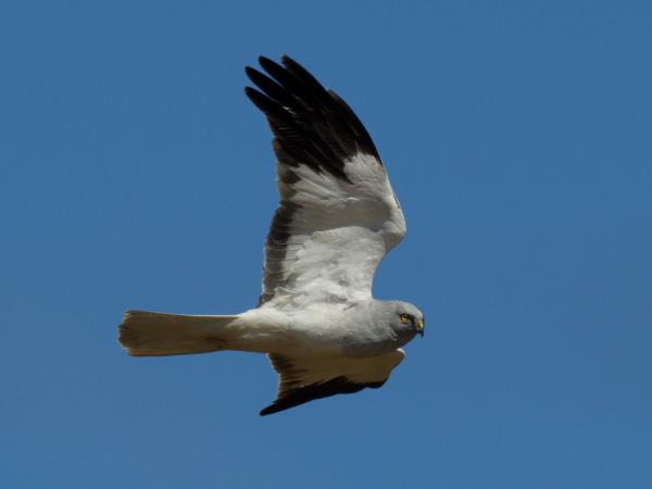 Orkney wildlife holiday, Scotland