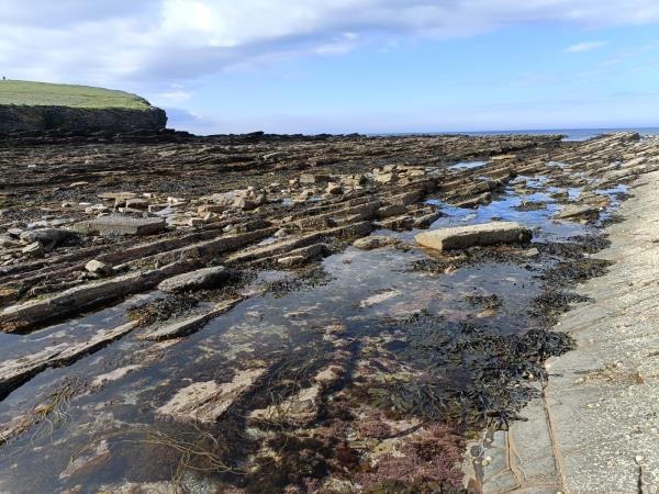 Orkney wildlife holiday, Scotland
