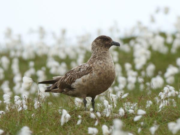 Orkney wildlife holiday, Scotland
