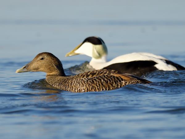 Orkney wildlife holiday, Scotland
