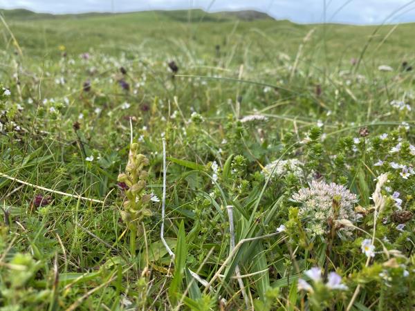 Orkney wildlife holiday, Scotland