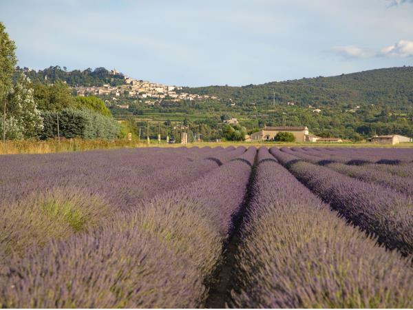 Provence small group tour, vineyards & lavender fields 