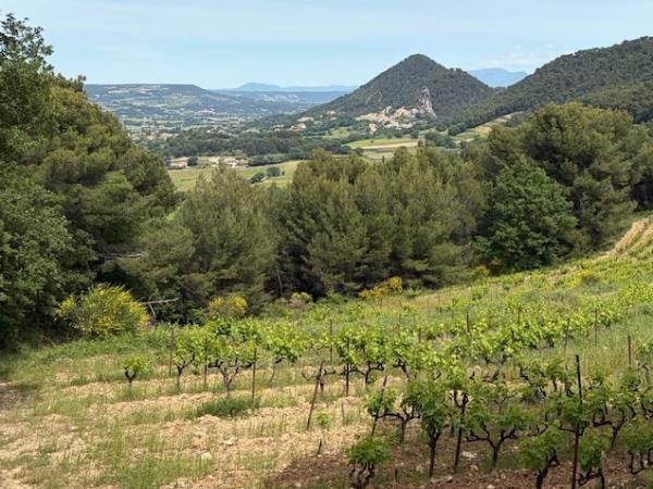 Provence small group tour, vineyards & lavender fields 