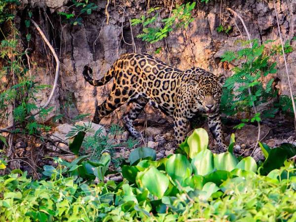 Costa Rica Osa Peninsula wildlife & whale watching tour