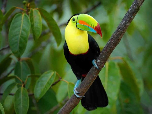 Costa Rica Osa Peninsula wildlife & whale watching tour