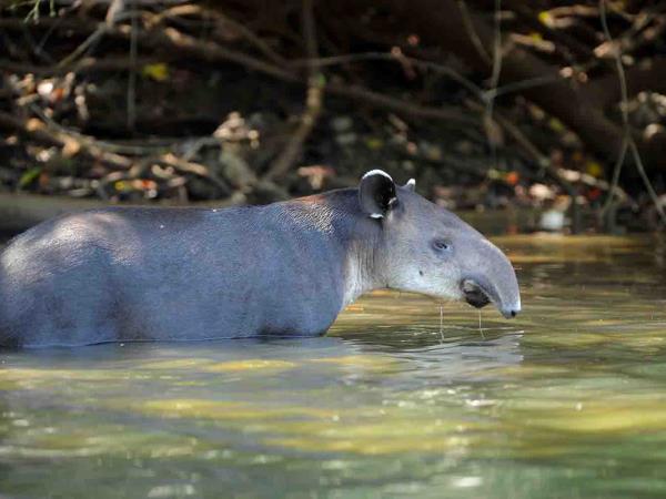 Costa Rica Osa Peninsula wildlife & whale watching tour