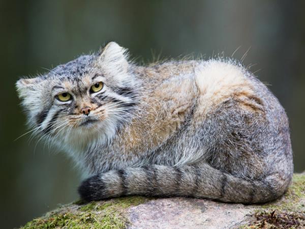 Snow leopards photography tour in Mongolia, small group 