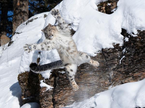 Snow leopards photography tour in Mongolia, small group 