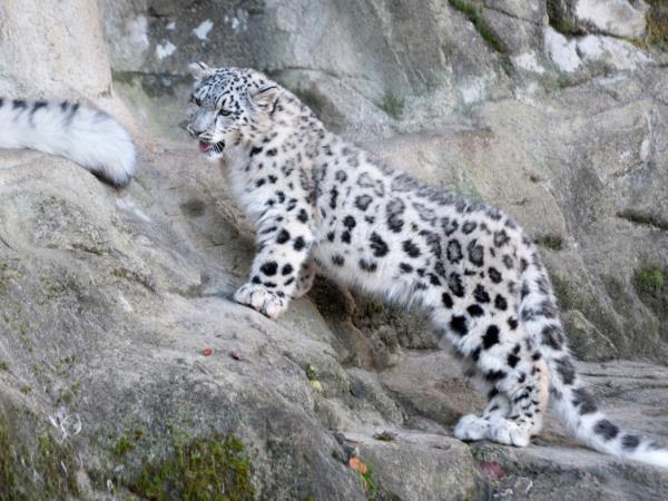 Snow leopards photography tour in Mongolia, small group 