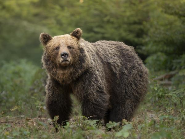 Bear Photo Tour in Slovenia