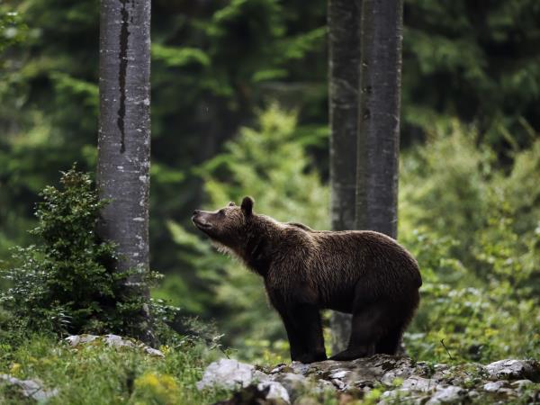 Bear Photo Tour in Slovenia
