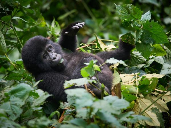 Mountain Gorilla photography holiday in Uganda