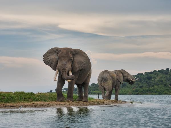 Mountain Gorilla photography holiday in Uganda