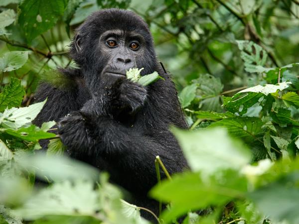 Mountain Gorilla photography holiday in Uganda
