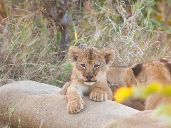 Photo Safari in Botswana