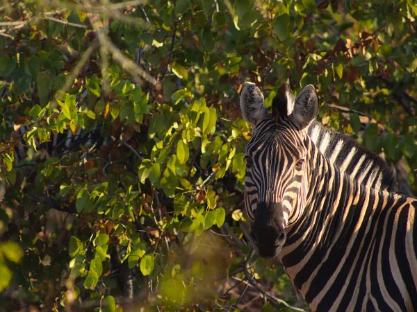 Photo Safari in Botswana