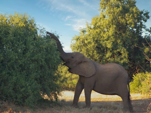 Photo Safari in Botswana