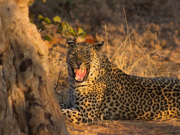 Photo Safari in Botswana