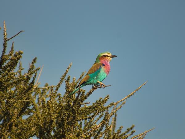 Photo Safari in Botswana