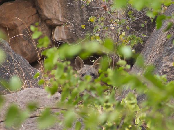 Photo Safari in Botswana