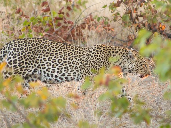 Photo Safari in Botswana