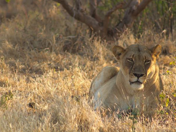 Photo Safari in Botswana