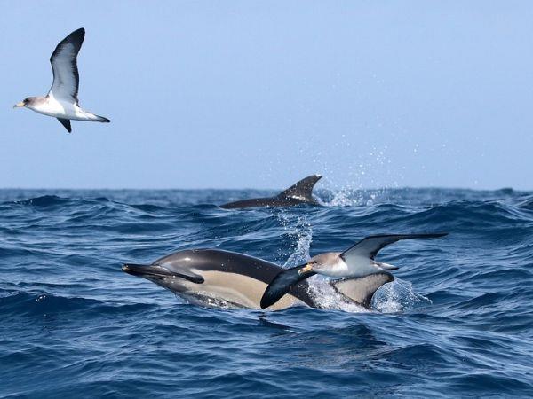 Azores tour, island explorer
