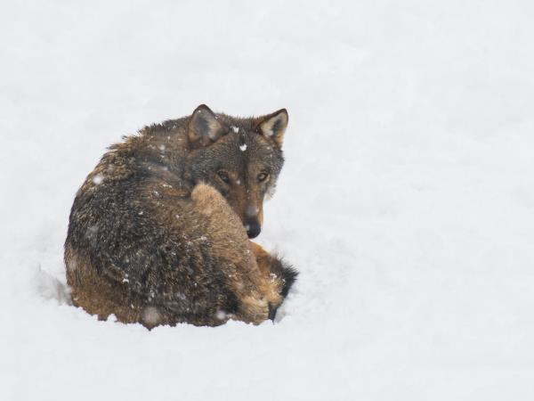 Winter wolf tracking in Italy holiday