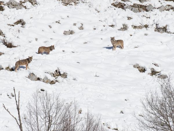 Winter wolf tracking in Italy holiday