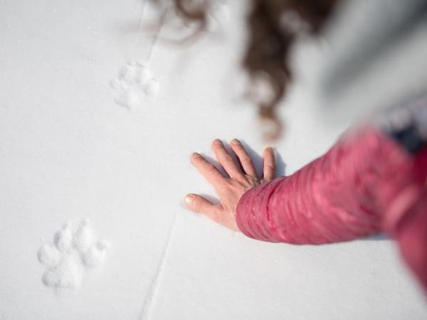 Winter wolf tracking in Italy holiday