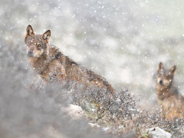 Winter wolf tracking in Italy holiday