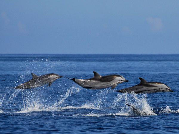 Azores whale watching and walking holiday