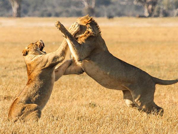 Zimbabwe & Botswana safari, tailor made
